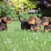 Perfekte Umgebung fr Natur- und Tierliebhaber